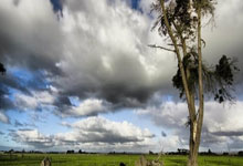 天涯四美男是哪四个